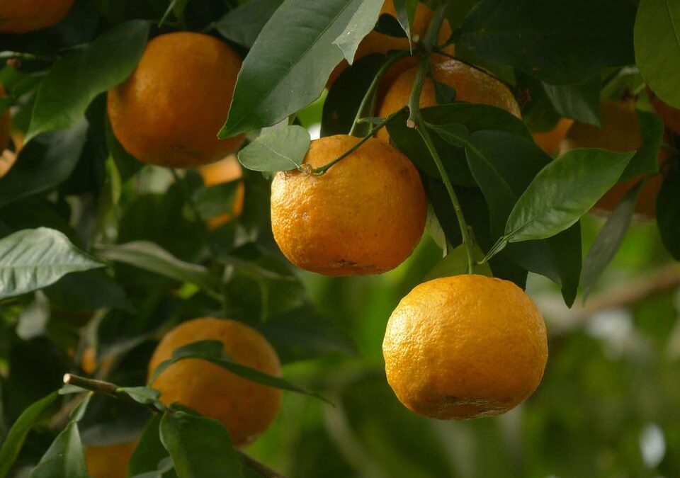 Dall’aglio alla zucca: mantenere e migliorare la propria salute con erbe, frutta e verdura.